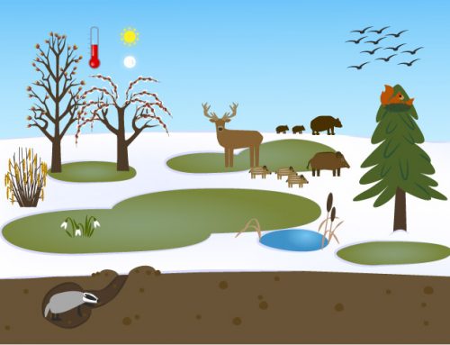 Ilustrace Zimní příroda