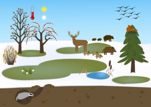 ilustrace k infografice Zimní příroda